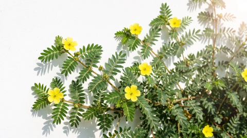 Entdecken Sie die Lebensfreude mit Tribulus terrestris
