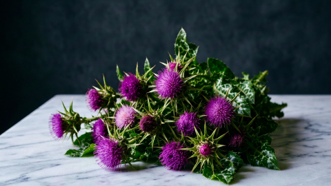 Mariendistel – der Beschützer der Leber
