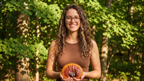 Faszinierender Reishi (Ganoderma lucidum)