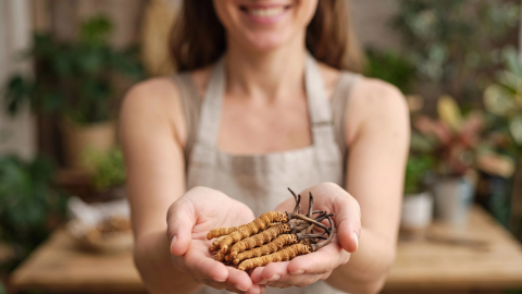 Cordyceps sinensis mit einem unglaublichen Lebenszyklus
